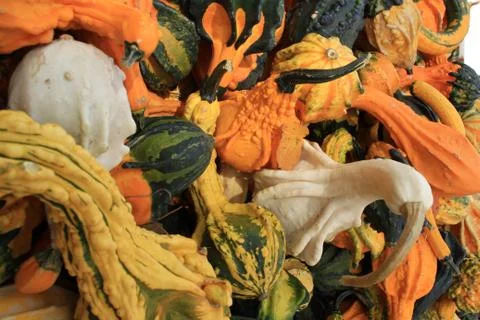 Gourds Stock Photos