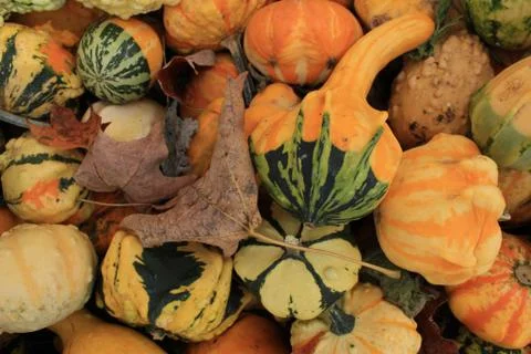 Gourds Stock Photos