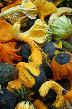 Gourds Stock Photos