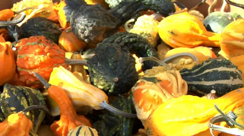 Gourds at Pumpkin patch 库存影片 32706165