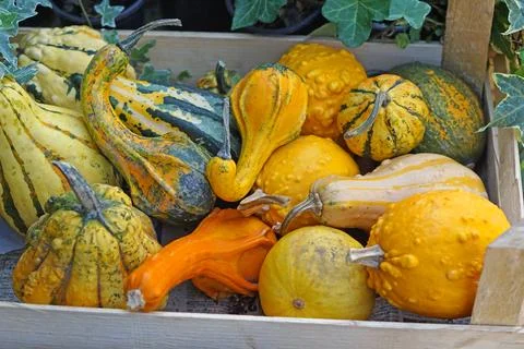 Gourds pumpkins crate Stock Photos
