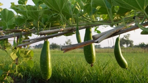 Gourds Suspended on Vine Stock Footage 326158201