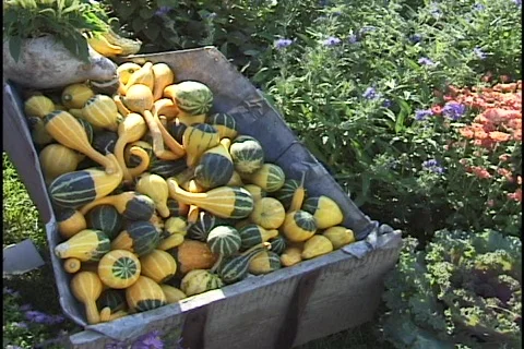 Gourds in Wheelbarrel Stock-Footage 297634