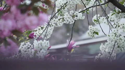 Gourgeous cherry trees in full blossom Stock Footage 153715837