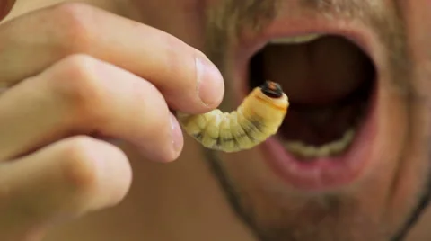 Gourmet man devouring beetle larvae.Beetle larvae near the mouth. Stock Footage 39019580