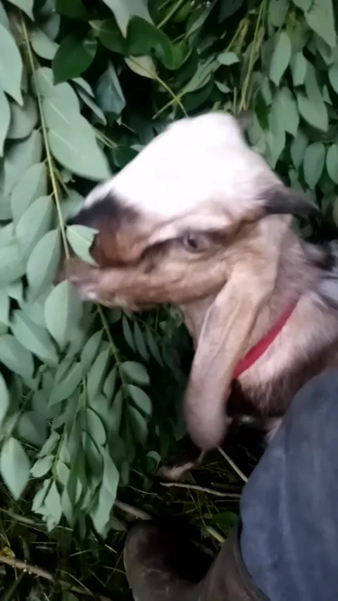 Gout Stock Footage 219466600