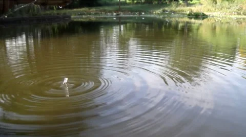 Gout in laguna Vídeo Stock 44557620