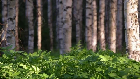 Goutweed in birch forest Stock Footage 83206812