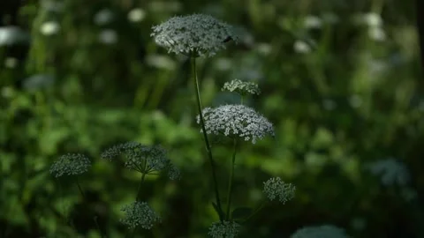 Goutweed in a park Stock Footage 198382843
