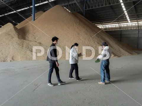 Government officials are inspecting rice in storage.Mahasarakham,Thailand, Fe Stock Photos
