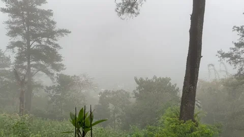 Gowa-Malino pine forest Stock Footage 259835798