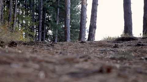 Gowing down a forest trail with a cross country mountain bike Stock Footage 89164436