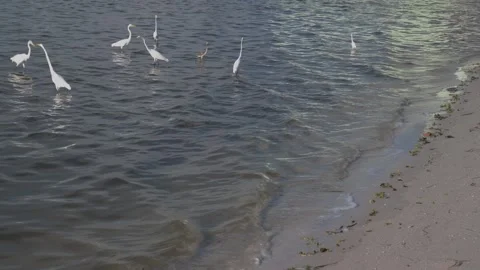 GP8515Birds Video stock 347565756
