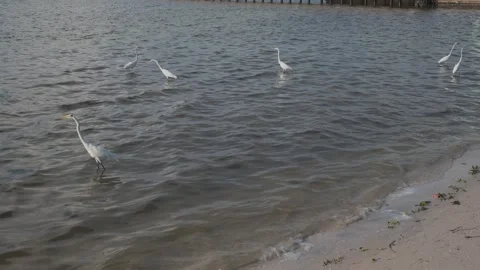 GP8516Birds Video stock 347565749