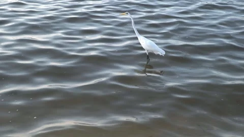 GP8517BirdOne Stock-Footage 347565784