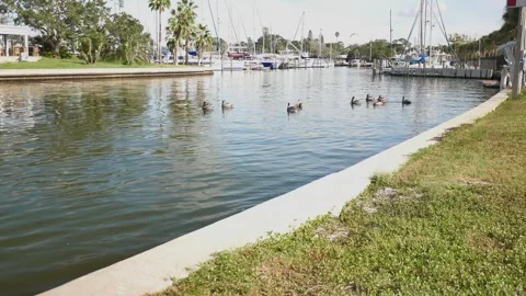 GPBirdsFlyP1050366 Stock Footage 315907595