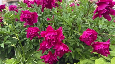 Gpd14Raindrops decorated the peony bud like tiny glass beads Видео 321153062