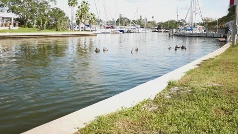 GPMarinaBirdsFlyP1050366 Stock Footage 315908360