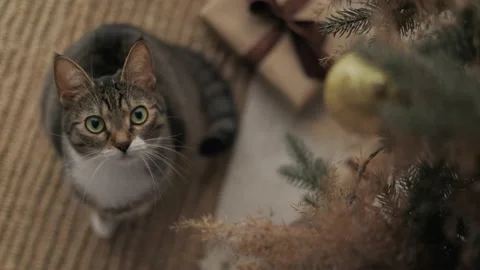 A gra ycat gazes up into the camera through the branches of a Christmas tree Video stock 233283080