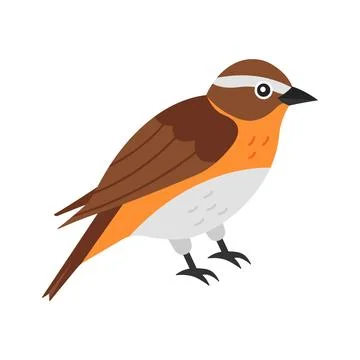 Grab this flat vector asset of whinchat bird for premium use. Stock Illustration