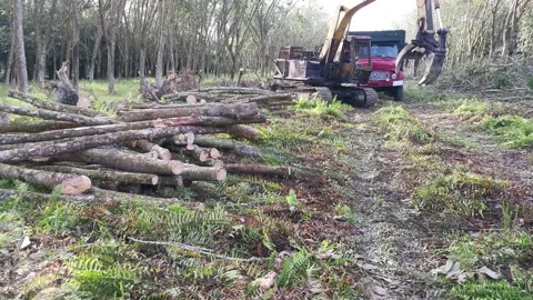Grabber excavator hydraulic machine loading onto the lorry Stock Footage 170032270