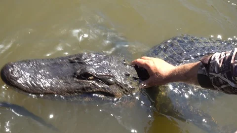 Grabbing an alligator Stock-Footage 88256028