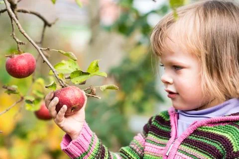 Grabbing the apple Stock Photos