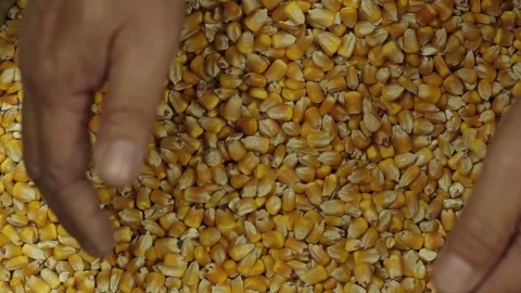 Grabbing corn kernels Stock Footage 77050407