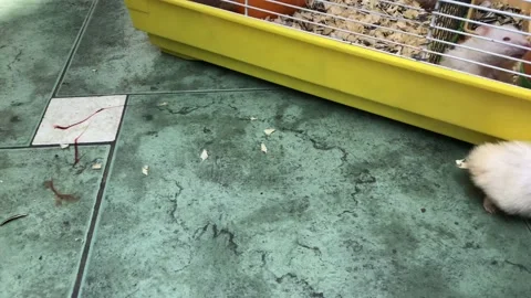 Grabbing a hamster by hand Stock Footage 140136050