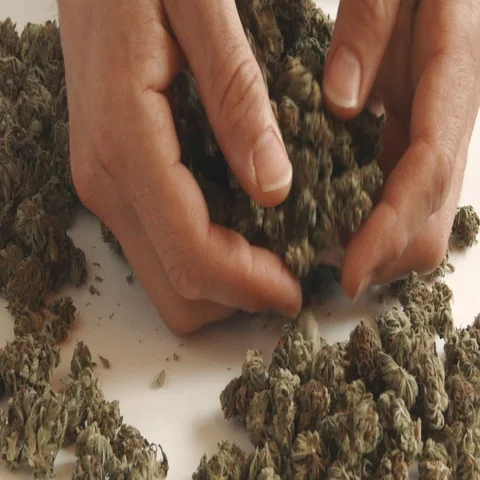 Grabbing Some Tasty Buds Stock Footage 69497375