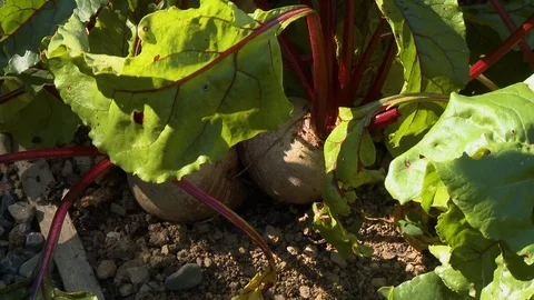 Grabbing Turnip From Ground Video stock 115658127