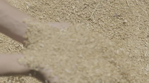 Grabbing wheat Video stock 151873055