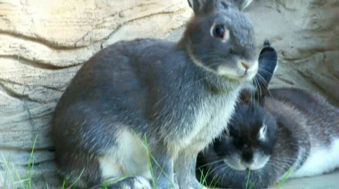 Grabbit 스톡 동영상 510390