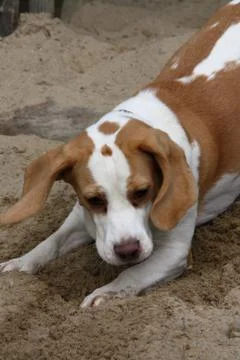 Grabender Beagle Foto stock