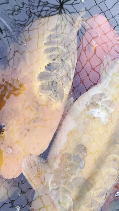 Grace and Tranquility: The Magical World of Koi Fish Stock Footage 303567470