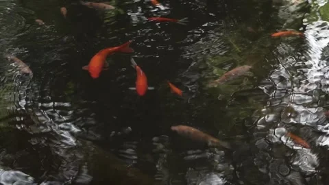 Grace Beneath the Surface Stock Footage 315404670