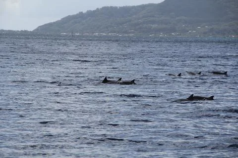 Grace of the Dolphins Stock-Fotos