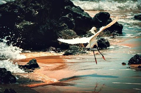 Grace gliding on the edge of the beach 스톡 사진