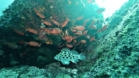 Grace Kelly Grouper Name Origin Stock Footage 339810107