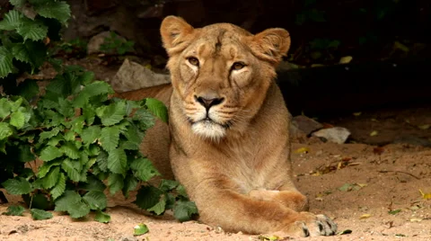 Grace of a lioness, calm lying behind the green bush on dark background Stock Footage 46400123