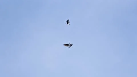 Grace in Motion: Tree Swallows Synchronized in Flight Above America Stock Photos