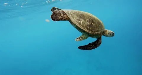 Grace Underwater: Sea Turtle Gliding through the Blue Ocean	 Stock Footage 283061205