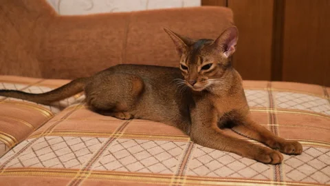 Graceful abyssinian cat resting on the sofa. Tired abyssinian cat Video stock 146243340