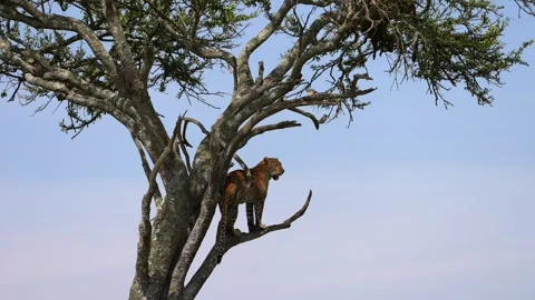Graceful African Leopard Standing on a Tree Limb in the Heart of the Maasai Mara 库存影片 341341187