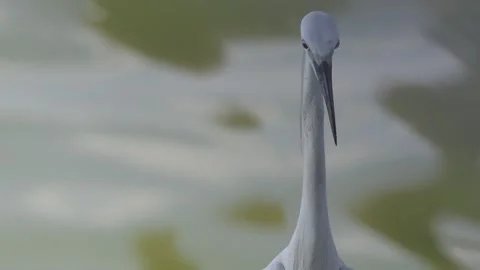 Graceful and opportunistic egret. Stock Footage 315399083