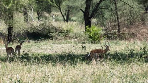 Graceful Antelopes Elegantly Roaming Through the Expansive, Lush Grassland Stock Photos