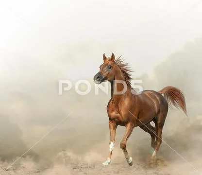 Graceful arabian stallion in prairies Stock Photos