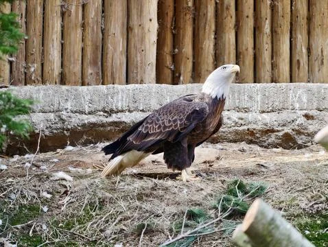 Graceful bald eagle in vigilant pose next to wooden barrier under gentle da.. Stockfoto's