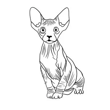Graceful bald sphinx cat Stock Illustration