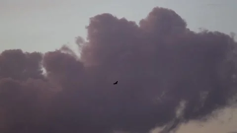 Graceful bats take flight at dusk, soaring against a dramatic dark, cloudy sky. Stock Footage 317867821
